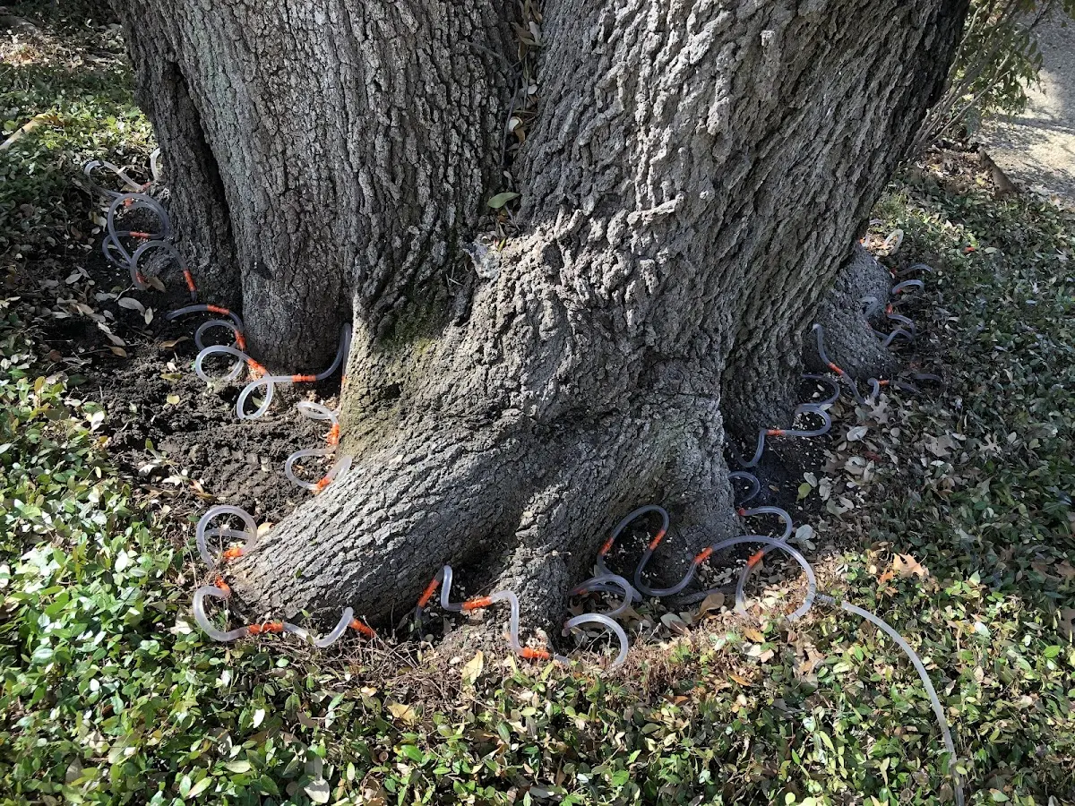 Detailed Tree Cabling and Bracing job site in Belton